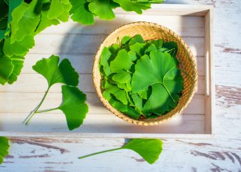 Ginkgo biloba: che cos’è, benefici, valori nutrizionali e usi in cucina