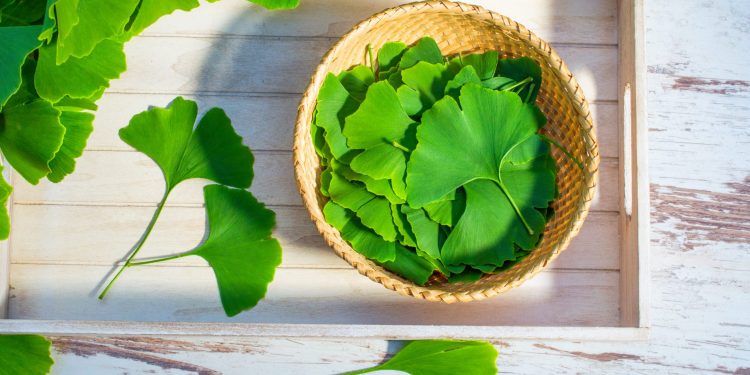 Ginkgo biloba: che cos’è, benefici, valori nutrizionali e usi in cucina