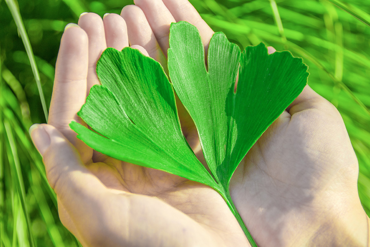 Ginkgo biloba: benefici