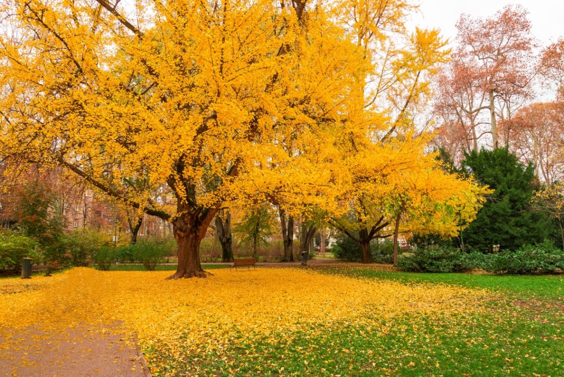 Ginkgo biloba che cos'è, benefici, valori nutrizionali e usi in cucina Ginkgo biloba che cos'è, benefici, valori nutrizionali e usi in cucina