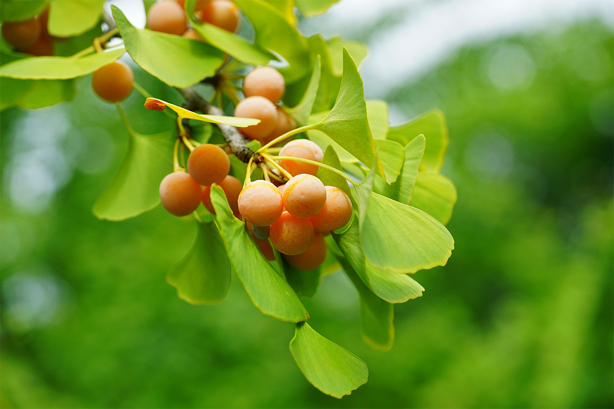 Ginkgo biloba: botanica