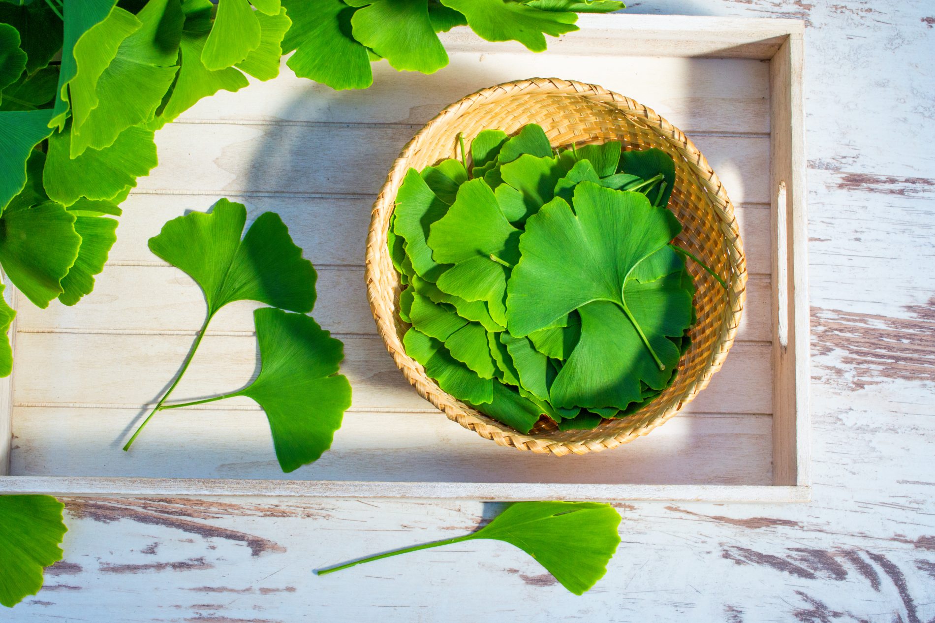 Ginkgo biloba: che cos’è, benefici, valori nutrizionali e usi in cucina