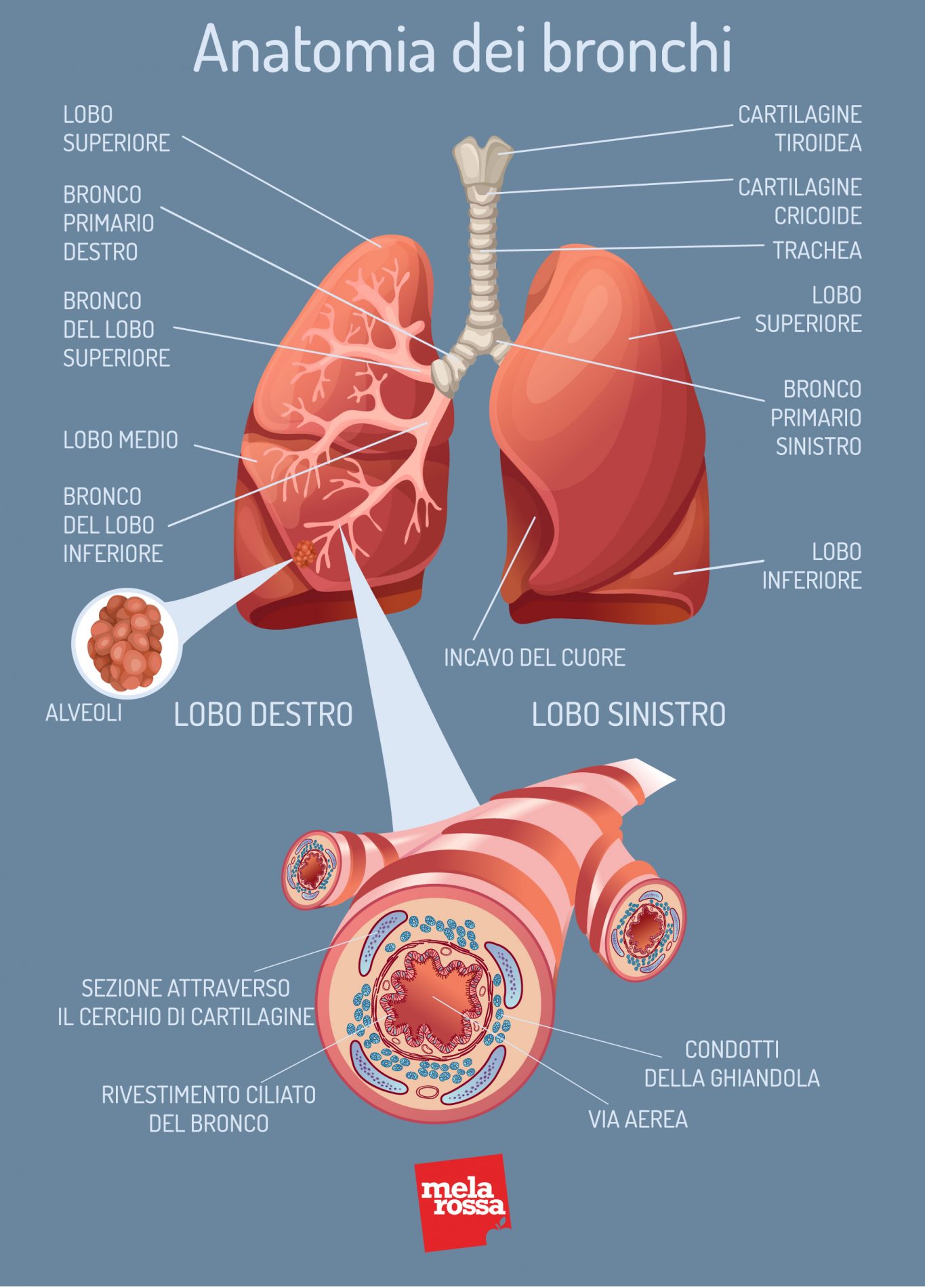 Insufficienza respiratoria: anatomia bronchi