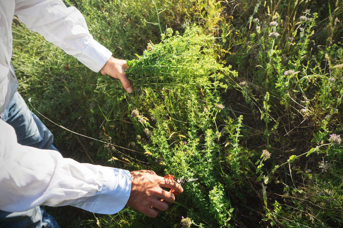 origano: botanica