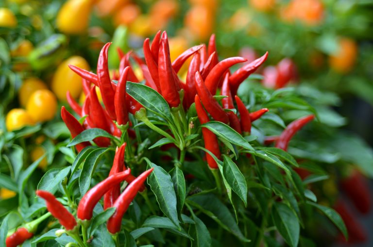 Peperoncino cos'è, storia, tipi, proprietà benefici e usi in cucina