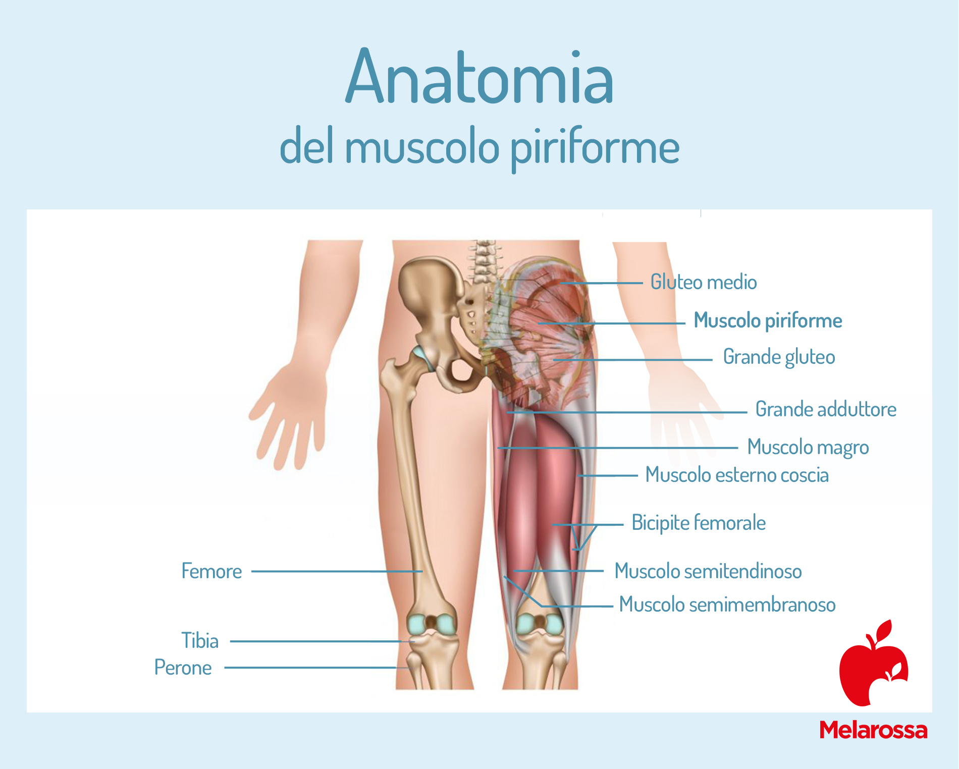 Muscolo piriforme: anatomia