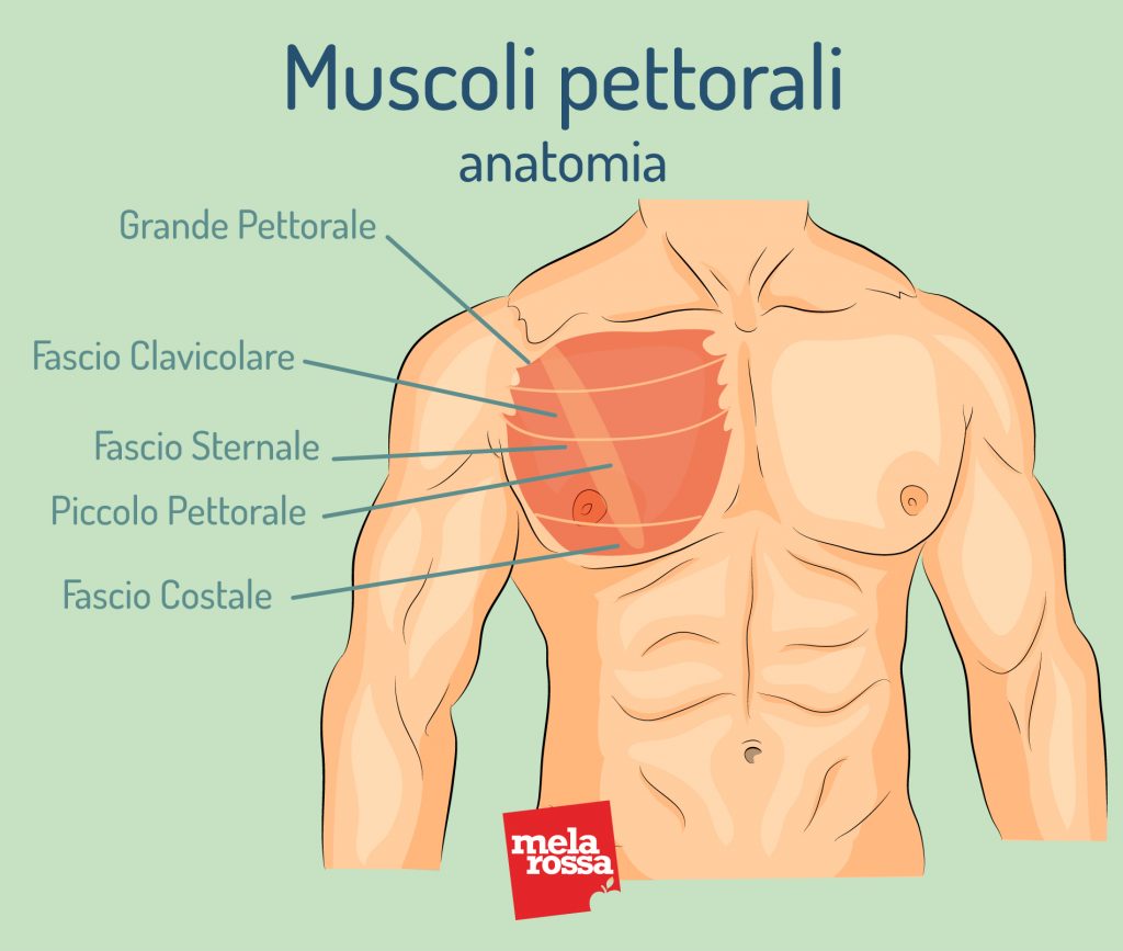 Espansore Pettorali A Molle Regolabile - Per Allenamento Fitness E Body Building