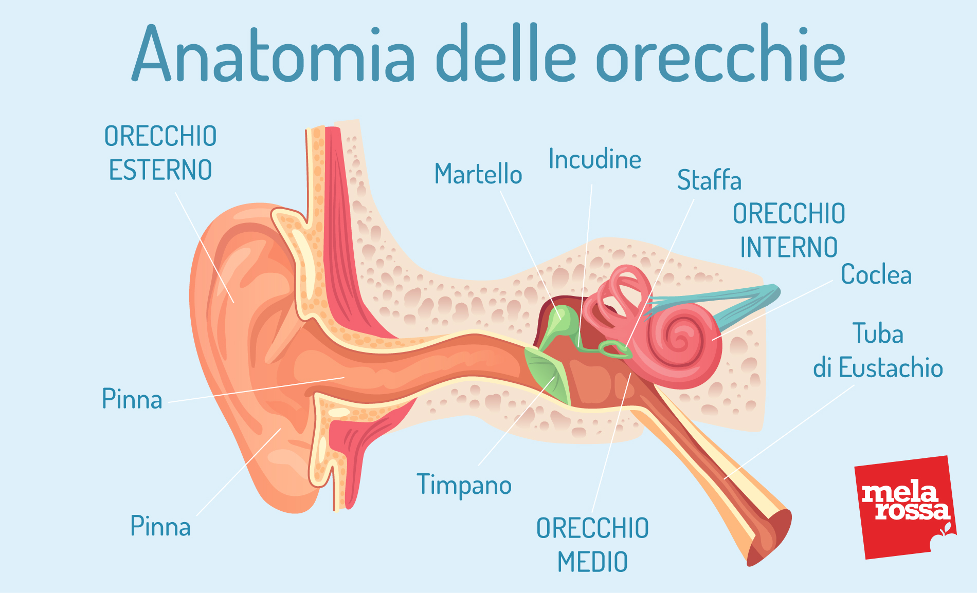 Acufene: anatomia delle orecchie 