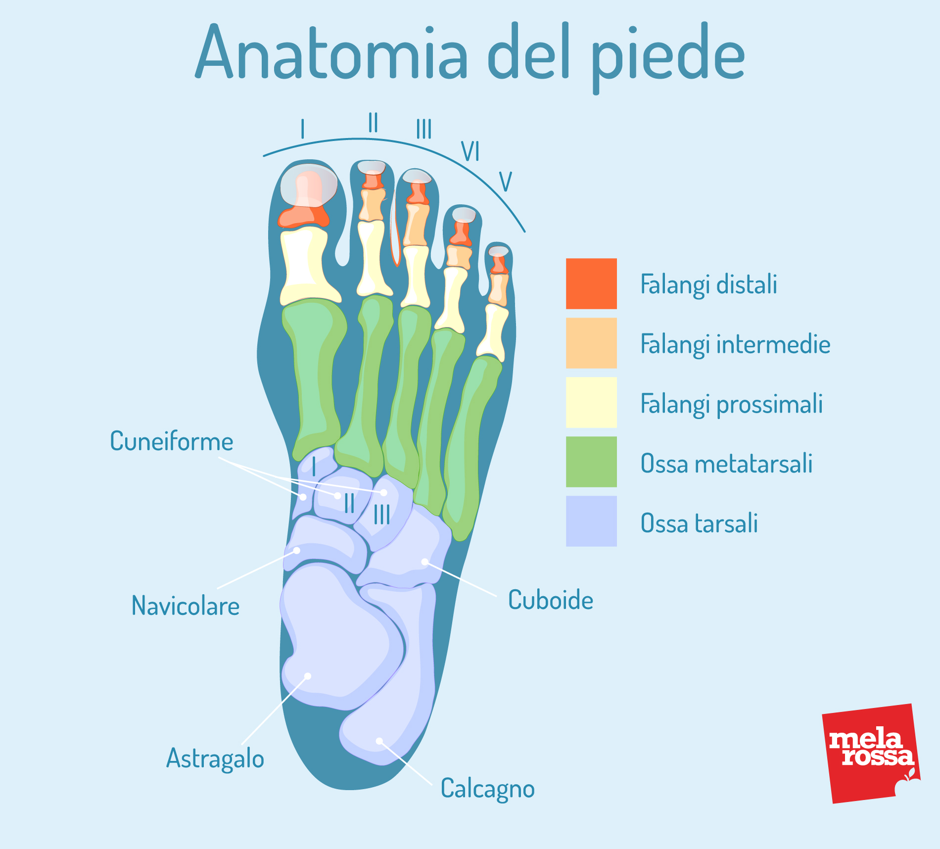 alluce valgo: anatomia del piede