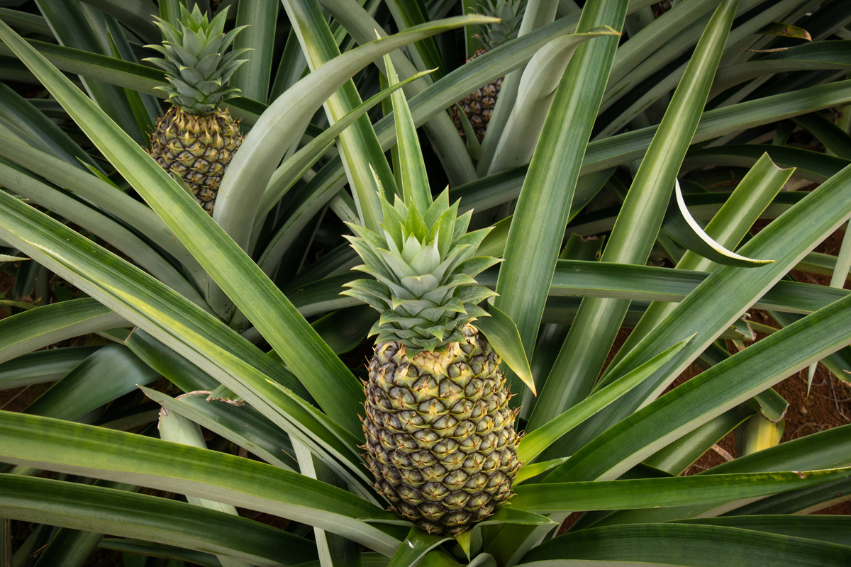 ananas la storia
