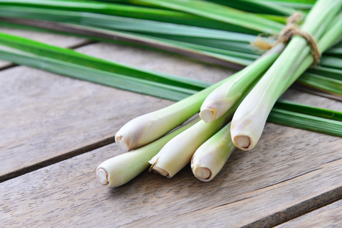 citronella: controindicazioni