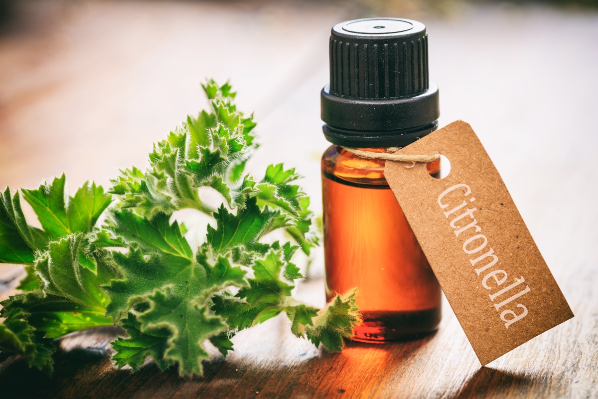 citronella: proprietà terapeutiche