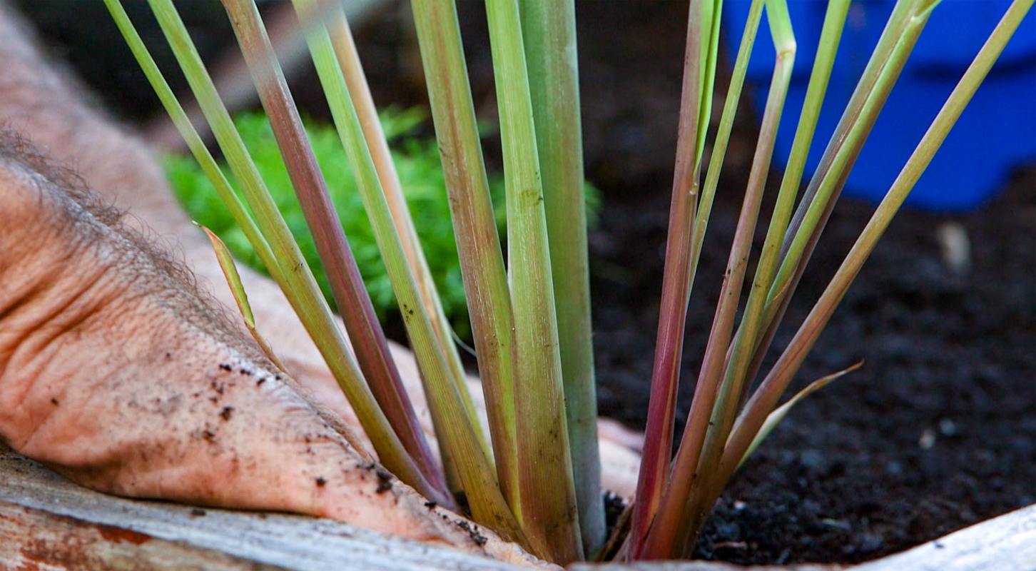 citronella: riproduzione