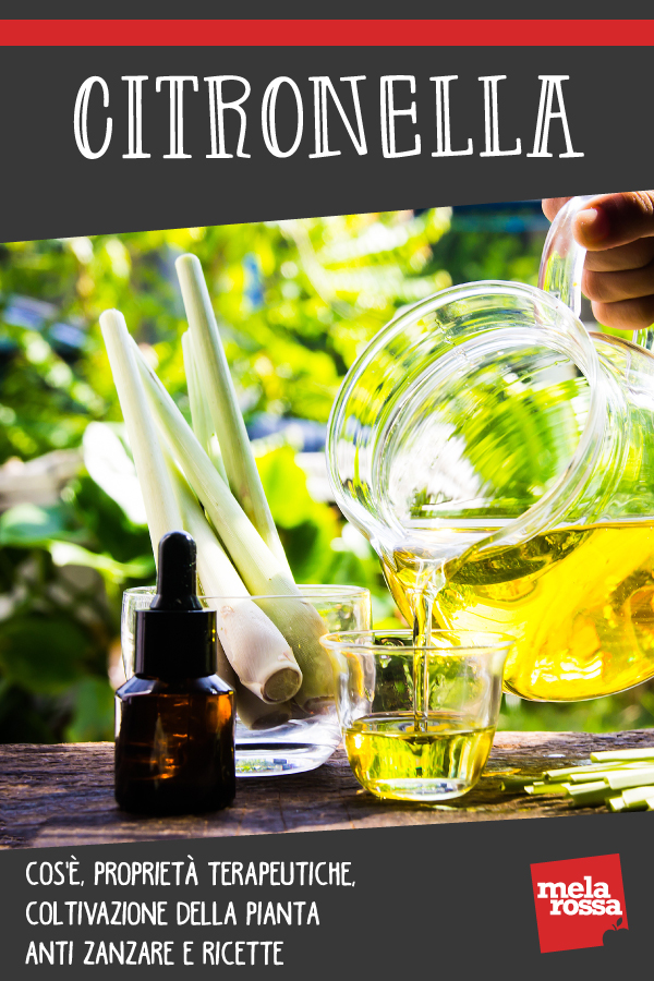 Citronella: pianta anti zanzare: benefici e come coltivarla
