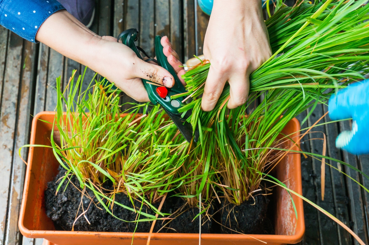 come coltivare la citronella