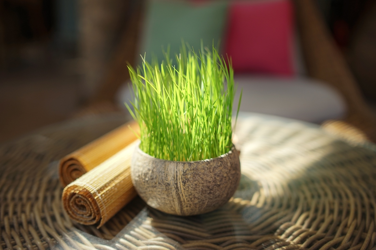 Citronella: come coltivarla