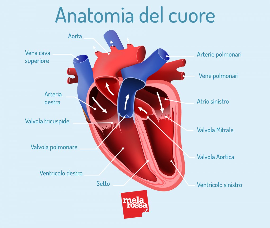 ipertensione-che-cos-valori-cause-sintomi-e-cura-melarossa