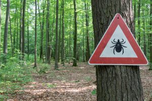 Puntura o morso di zecca: rischio, cura e prevenzione