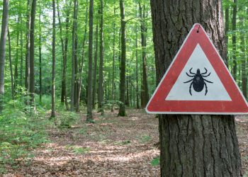 morzo zecca prevenzione cura