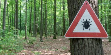 morzo zecca prevenzione cura