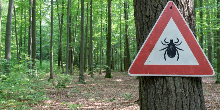 morzo zecca prevenzione cura