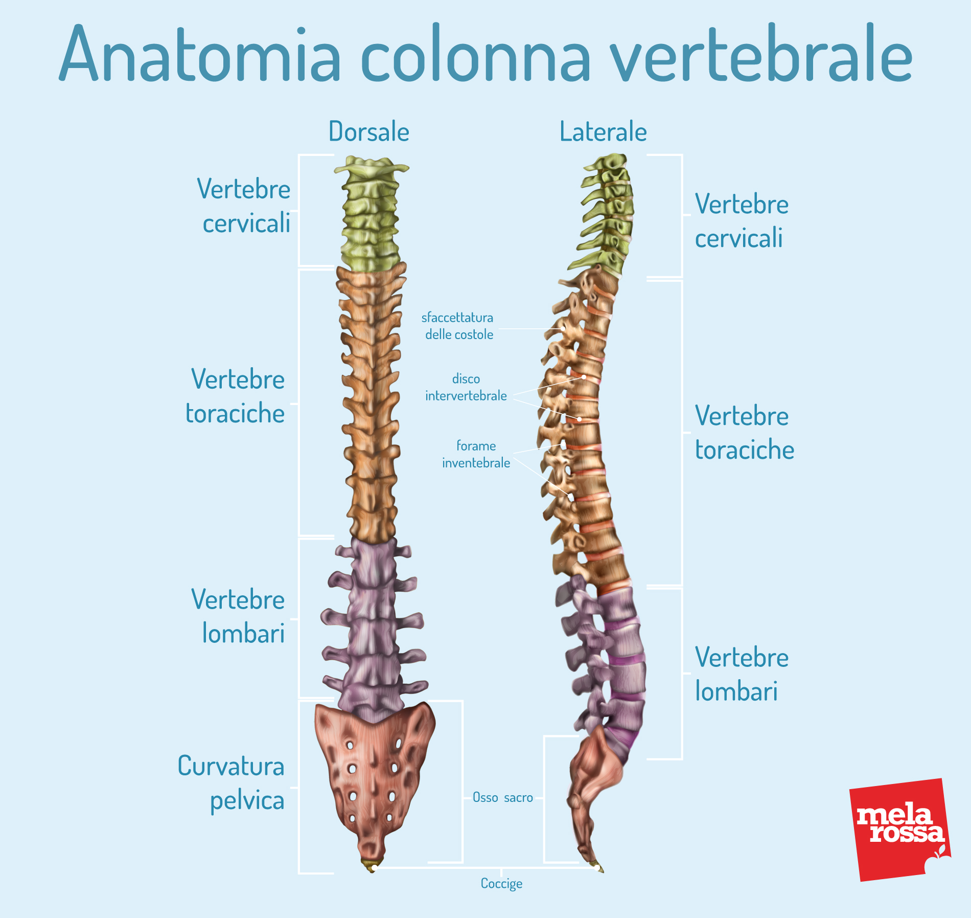 Scoliosi: anatomia della colonna vertebrale