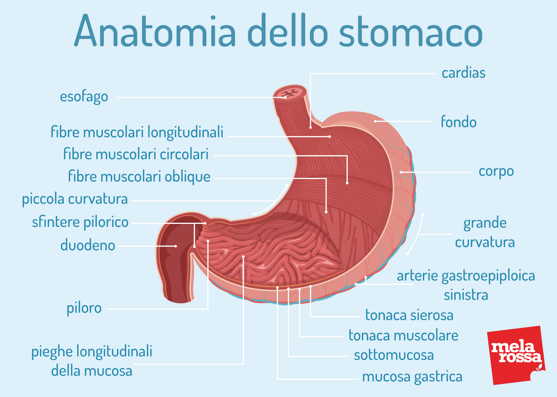 anatomia dello stomaco: come è fatto