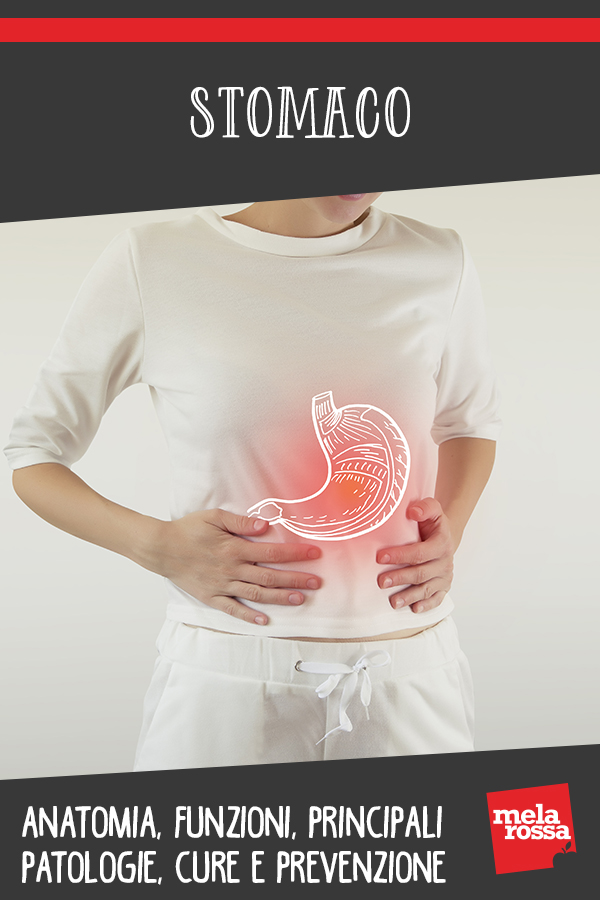 Stomaco: cos'è, a cosa serve, patologie, cure