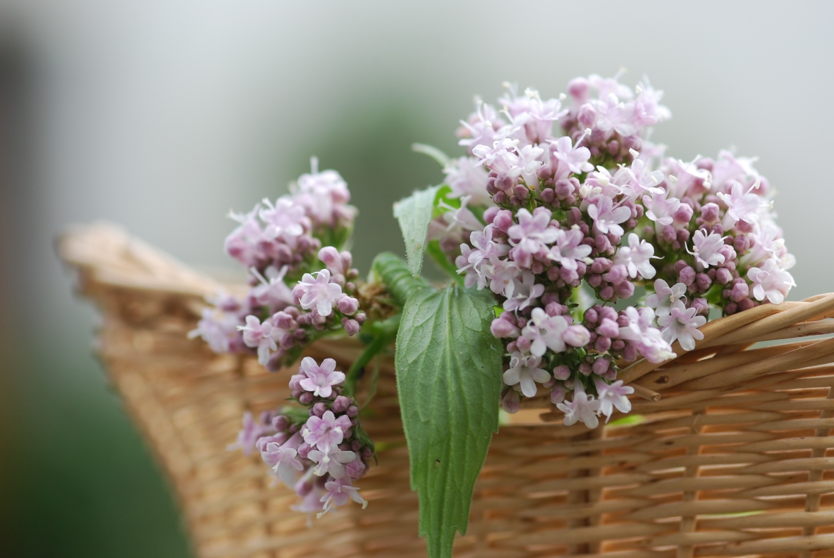 valeriana: controindicazioni
