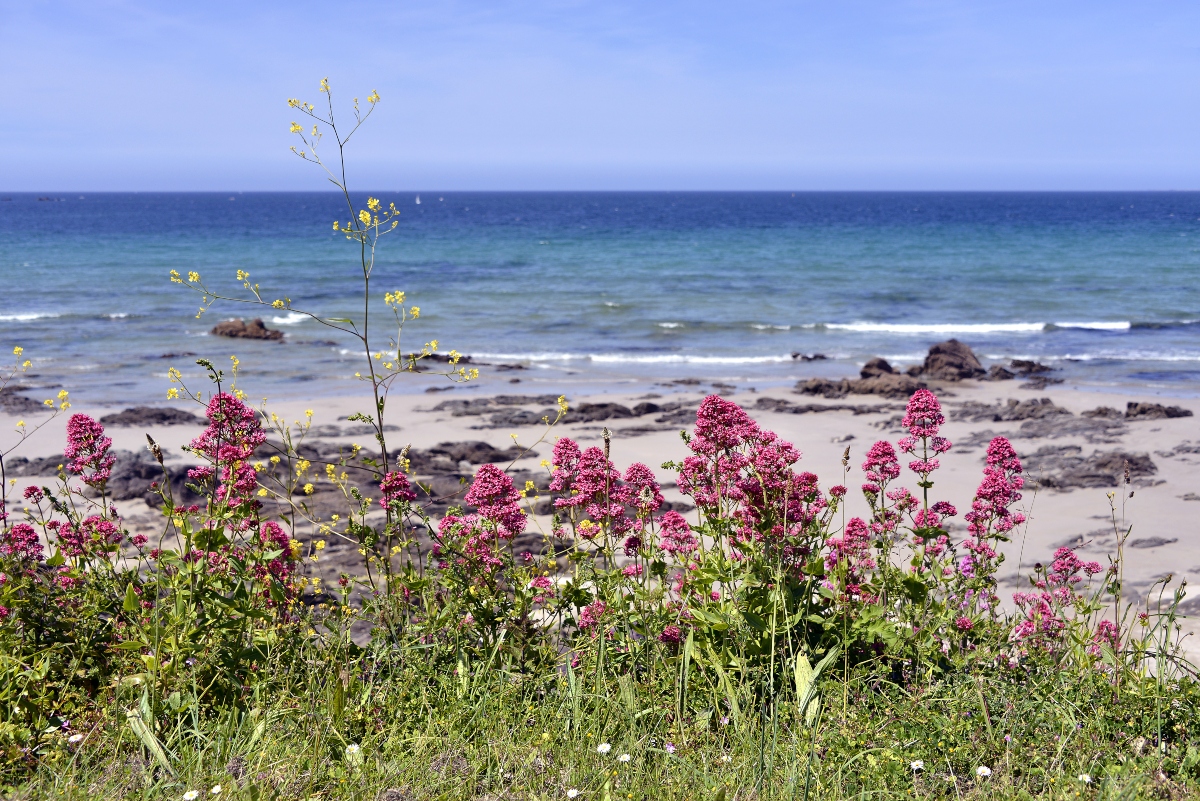 valeriana officinalis: botanica