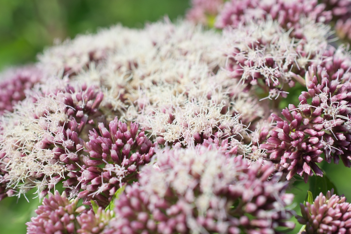 valeriana: storia