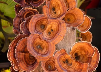 Reishi fungo