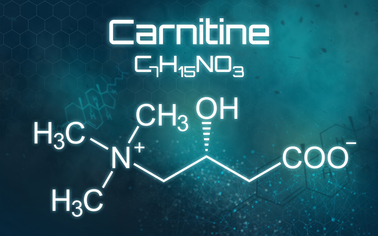 carnitina: fisiologia 