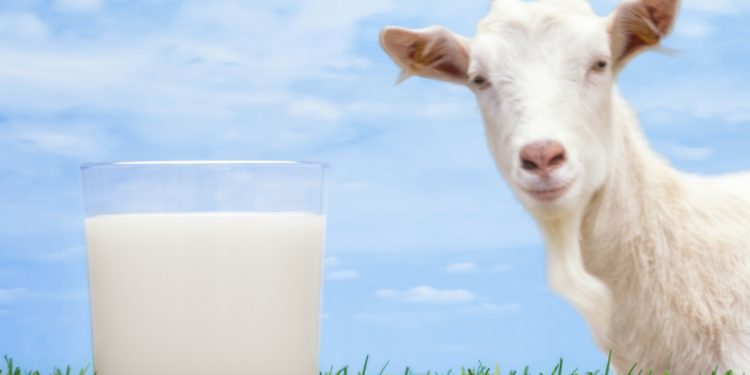 Il latte di capra è più salutare del latte vaccino?