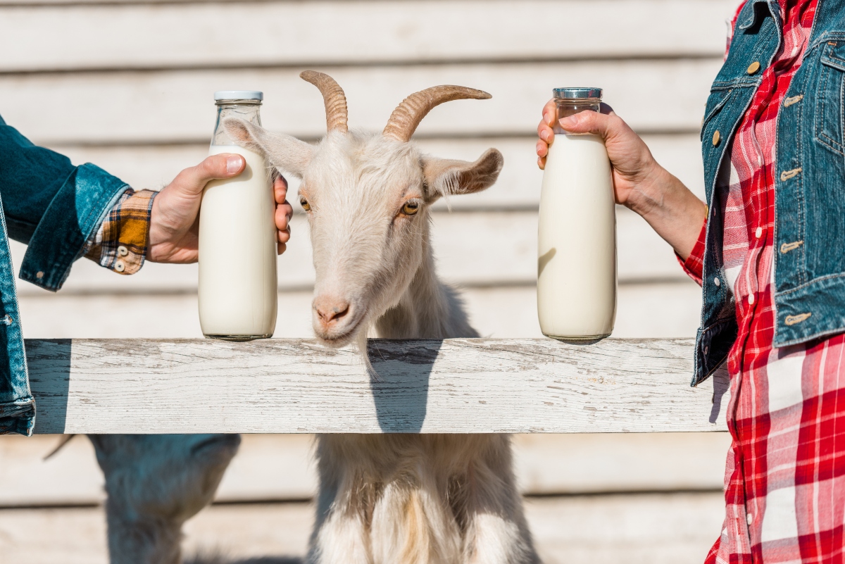 latte di capra o vaccino ? 