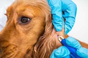 Malattia di Lyme: cos’è, cause e fattori di rischio, sintomi, diagnosi, cure e prevenzione