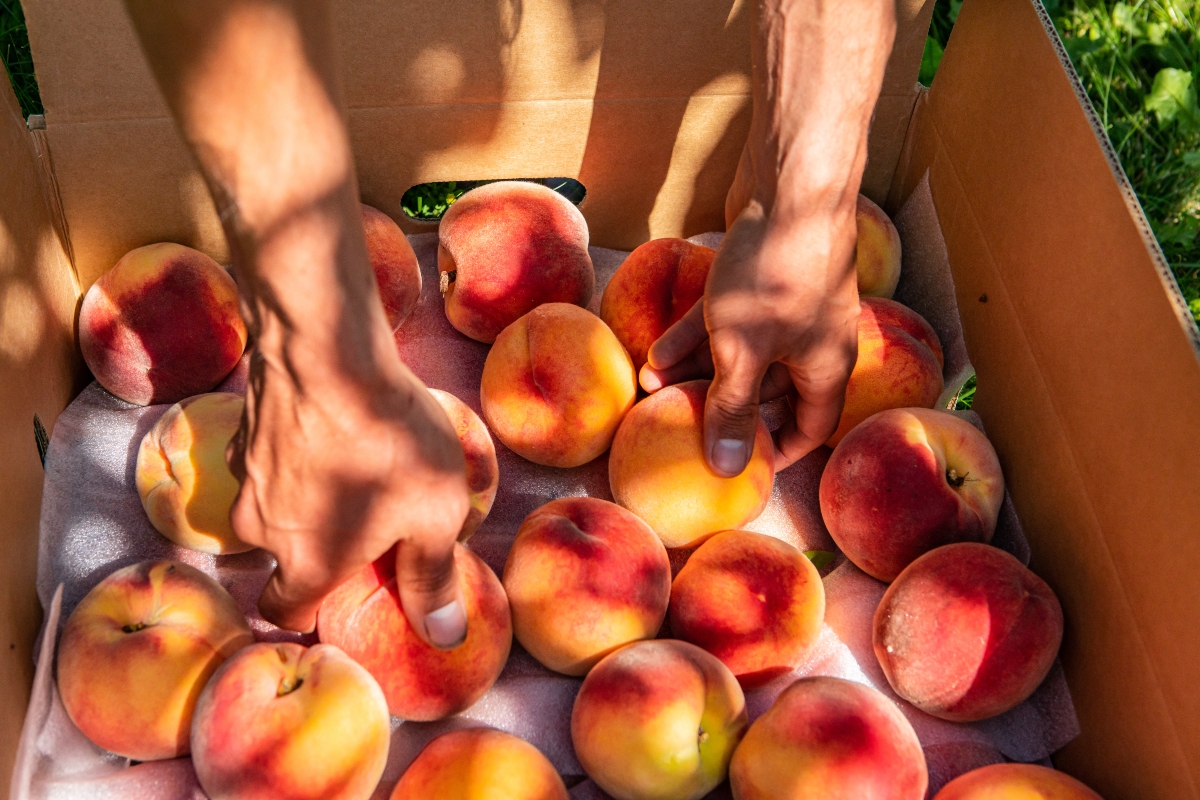 pesche: varietà
