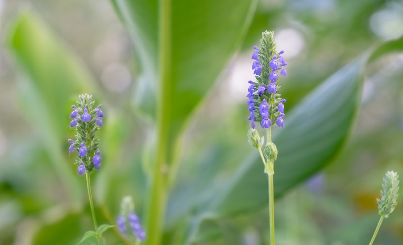 Semi di Chia: botanica