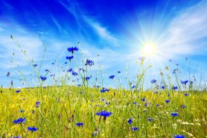 Fiordaliso: l’inconfondibile fiore blu tra proprietà, benefici, usi, ricette e magie