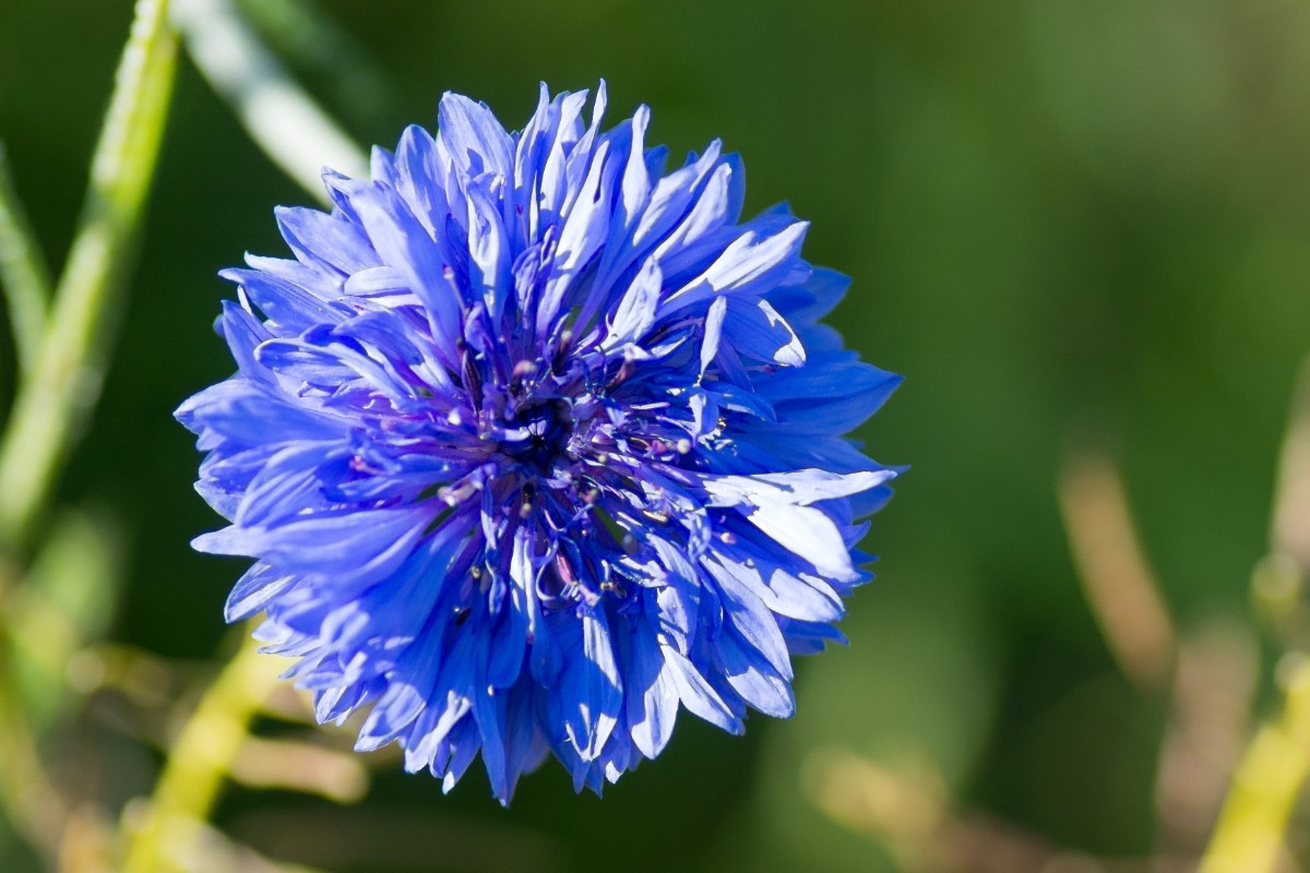 fiordaliso e magia 