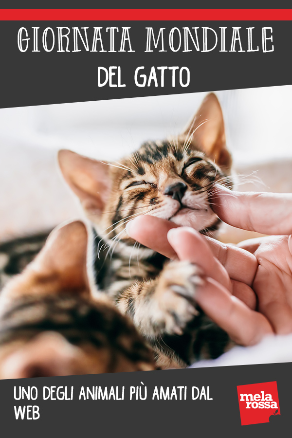 giornata mondiale gatto