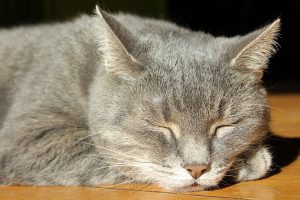 Giornata mondiale del gatto: uno degli animali più amati dal web
