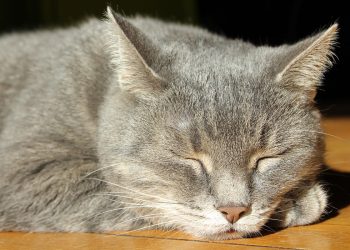 giornata del gatto