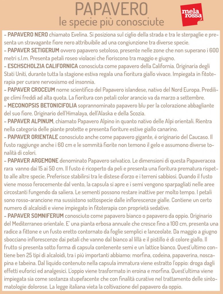 papavero specie