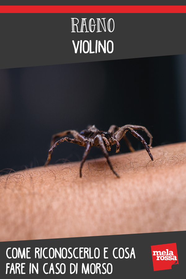 ragno violino 1 1