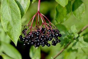 Sambuco: proprietà e usi della pianta e dei fiori