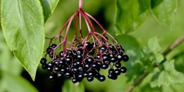 Un grappolo di bacche di sambuco appese alla pianta