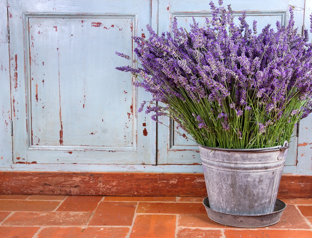 come coltivare in vaso la lavanda