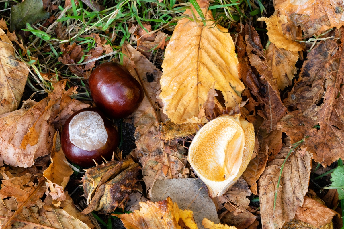 ippocastano e castagne: differenze