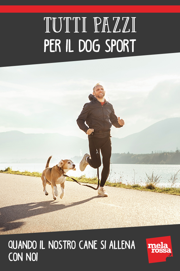 dog sport 1